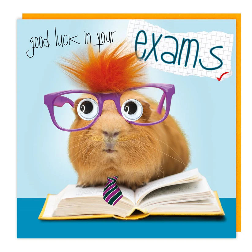 Fluffy Guinea Pig Exams Card