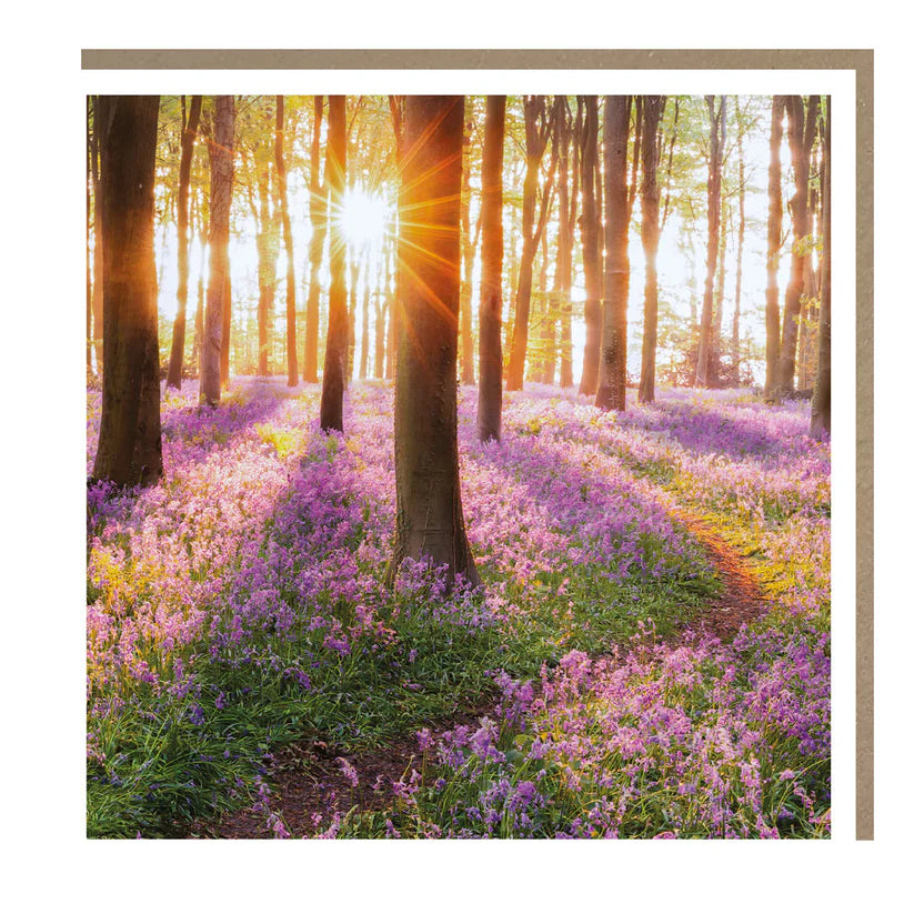 Bluebell Wood Card