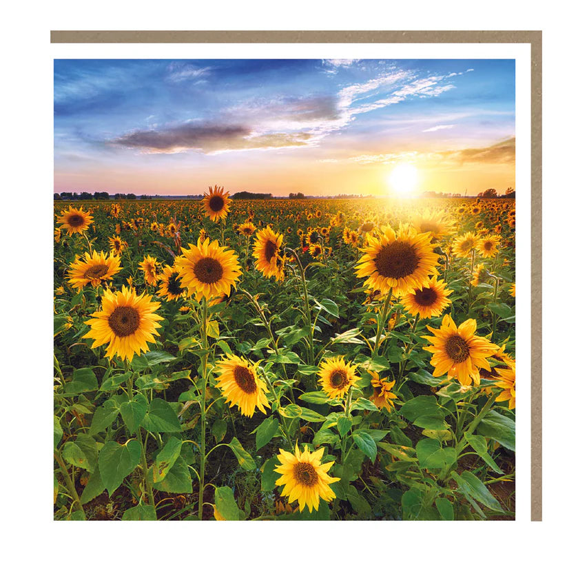 Sunflower Field Card